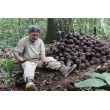 Castañas de Brasil 1 Kilo 